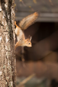 Young Red Squirrel (Sciurus vulgaris), Birch Tree Trunk, Springtime, Finland Young Red Squirrel (Sciurus vulgaris), Birch Tree Trunk, Springtime, Finland